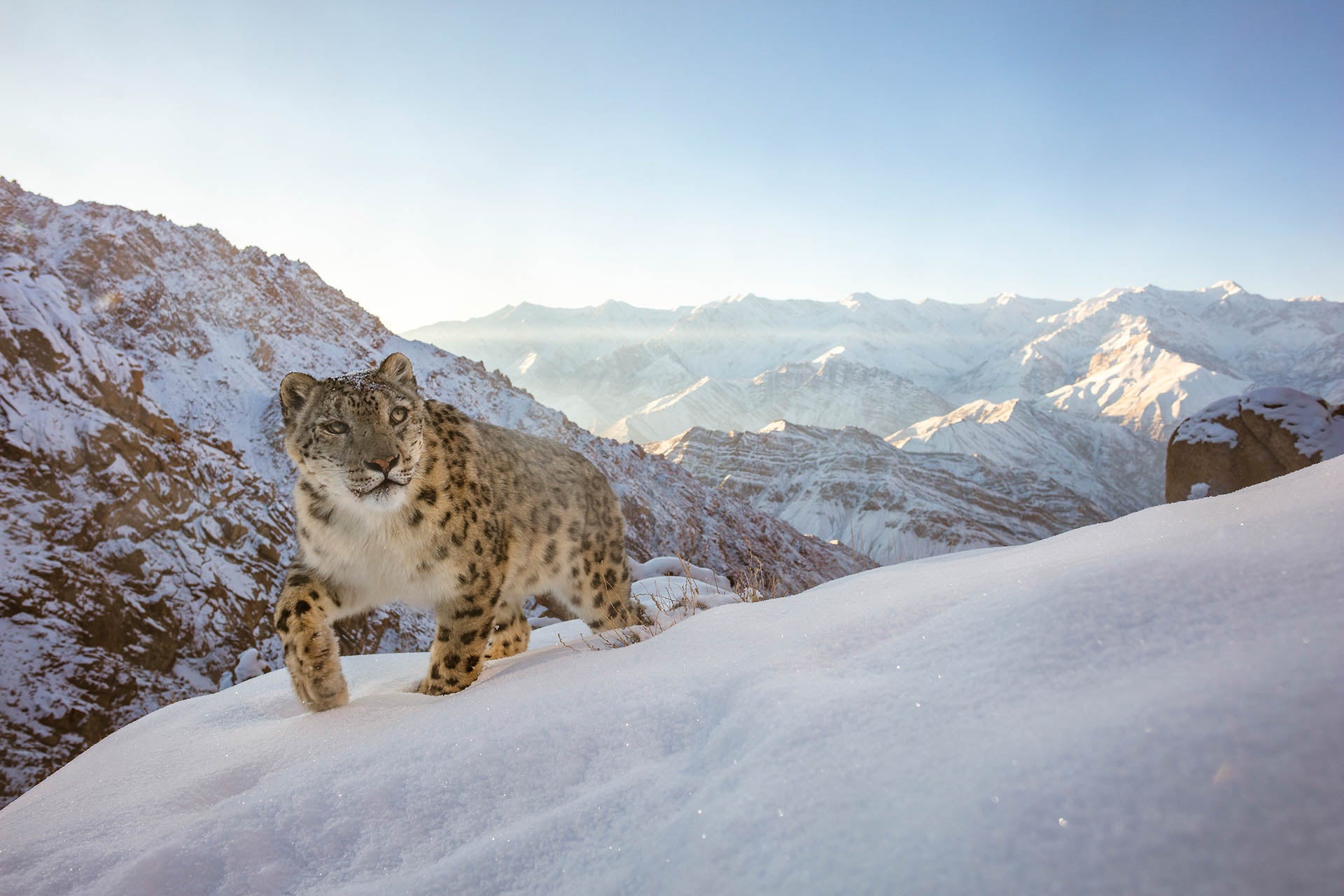 FILE: A snow leopard in the Himalayan mountains of Ladakh in India